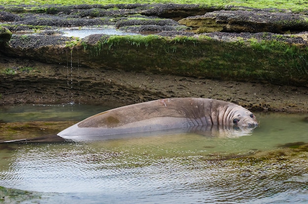 Słoń morski na półwyspie Valdes, prowincja Chubut, Patagonia Argentina