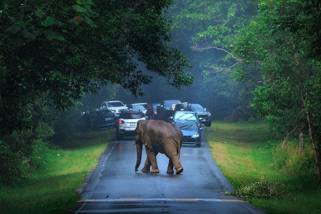 Zdjęcie słoń na drodze w parku narodowym khao yai w tajlandii nakhon nayok