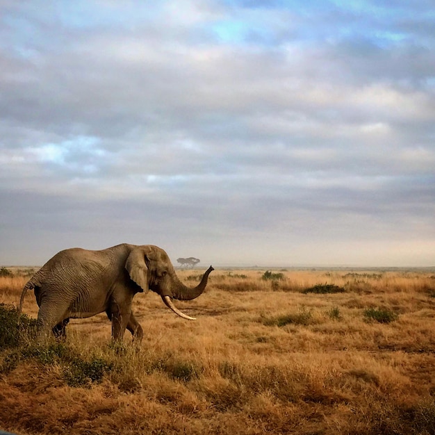 Zdjęcie słoń na polu