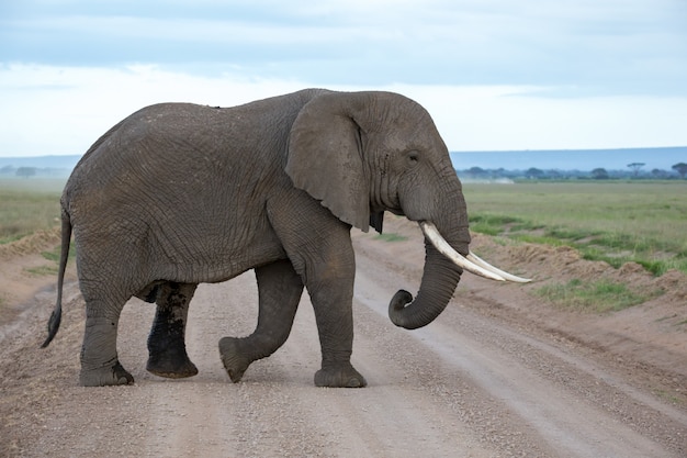 Słoń na sawannie parku narodowego w Kenii