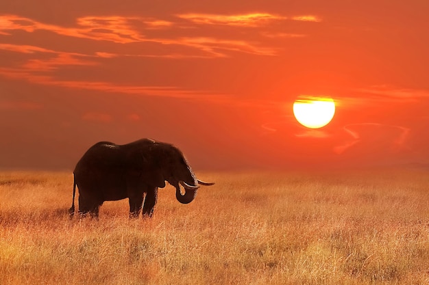 Słoń o zachodzie słońca w Parku Narodowym Serengeti Afryka Tanzania