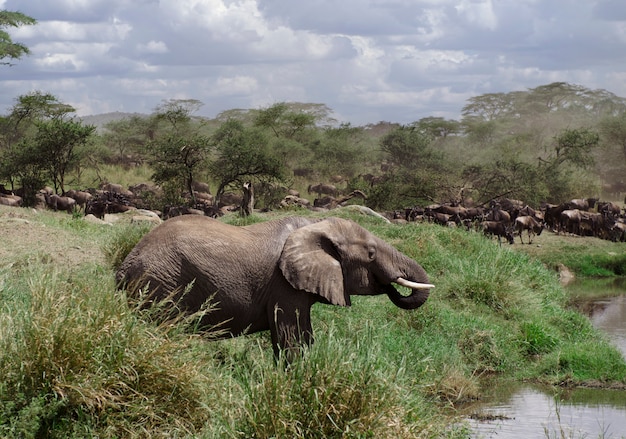 Słoń pije w Serengeti parku narodowym
