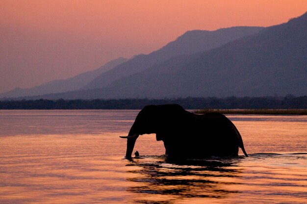 Słoń przepływa przez rzekę Zambezi o zachodzie słońca w kolorze różowym