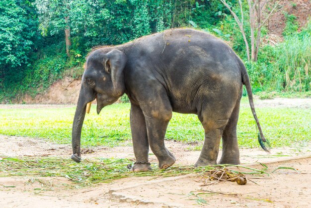 słoń w Chiang Mai, Tajlandia