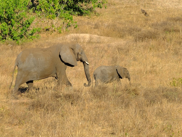 Słoń W Chobe Parku Narodowym, Botswana, Afryka