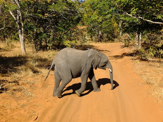 Słoń W Chobe Parku Narodowym, Botswana, Afryka