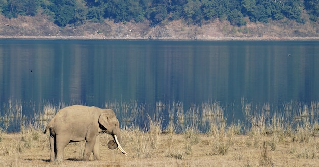 słoń w naturze