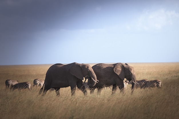 Słoń w Parku Narodowym Serengeti