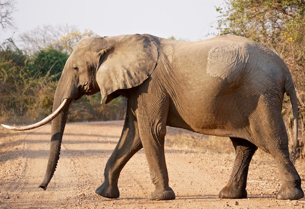 Słoń w Parku Narodowym South Luangwa