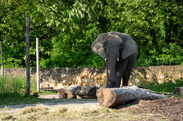 Zdjęcie słoń w zoo