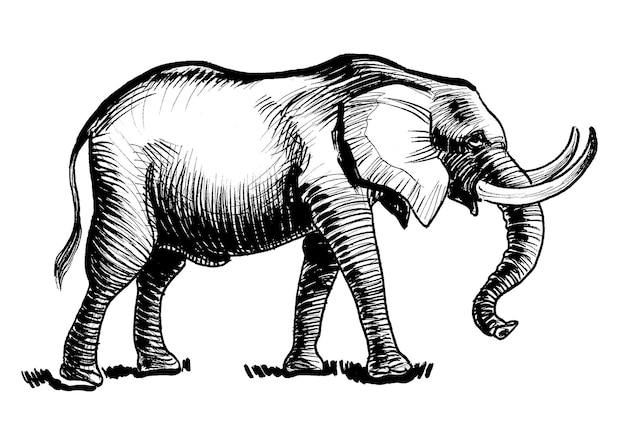 Słoń z kiełem narysowanym na białym tle.