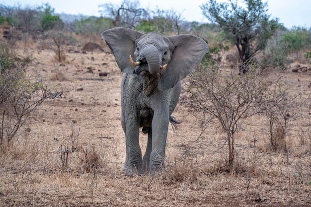 Słoń z otwartymi uszami w kruger park w południowej afryce gotowy do ładowania