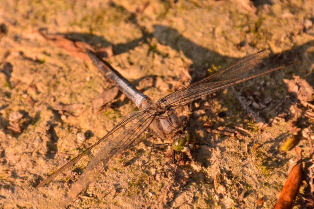 Słońce Anax imperator