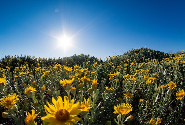 Zdjęcie słońce i kwiaty