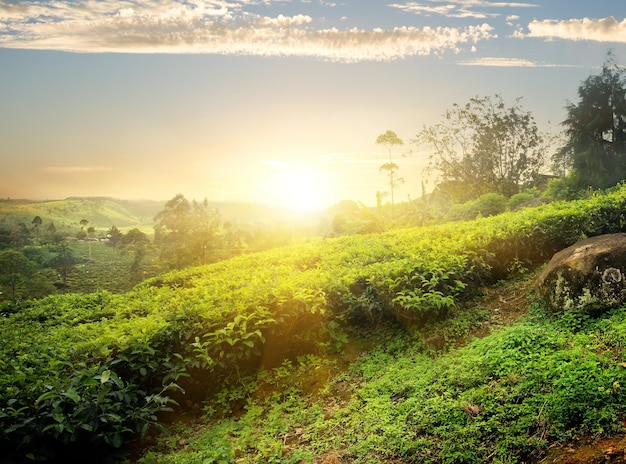 Słońce nad plantacją herbaty w Nuwara Eliya na Sri Lance