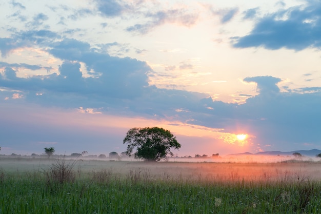 Słońce Oświetla Poranną Mgłę Na łące