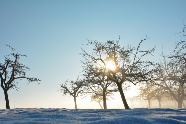 Słońce świeci przez drzewa w zimie z mnóstwem śniegu i niebieskiego nieba