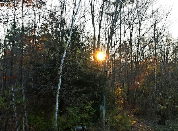 Zdjęcie słońce świeci przez drzewa
