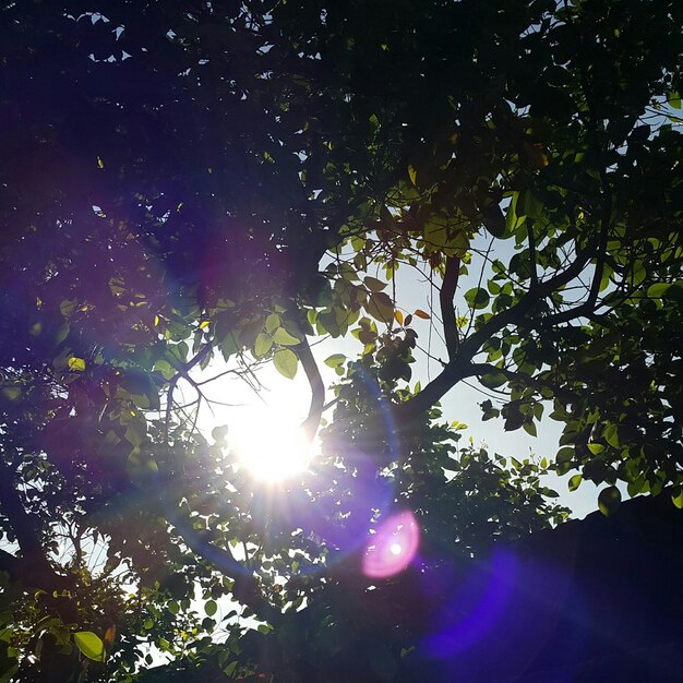 Słońce świeci przez drzewo
