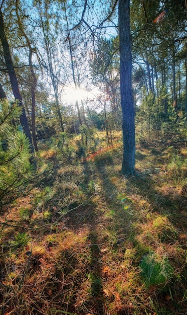 Słońce świeci przez piękny las jesienią magiczne drzewa i porośnięta mchem ziemia w cichym, spokojnym parku Spokojna przyroda w harmonii w kojący, kojący poranek w soczyście zielonym lesie zen