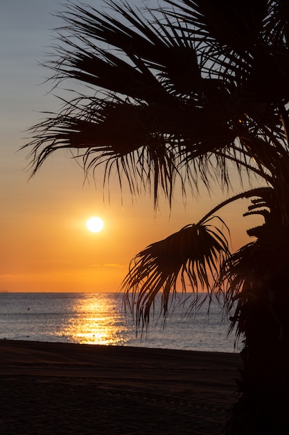 Zdjęcie słońce wschodzi nad morzem z palmą na pierwszym planie