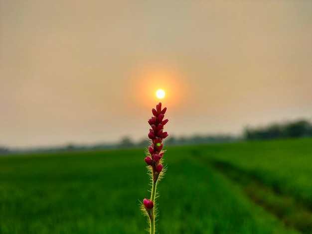 Słońce zachodzące nad polem z rośliną na pierwszym planie