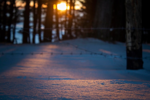 Słońce zachodzi za lasem sosnowym i ogrodzeniem z drutu kolczastego