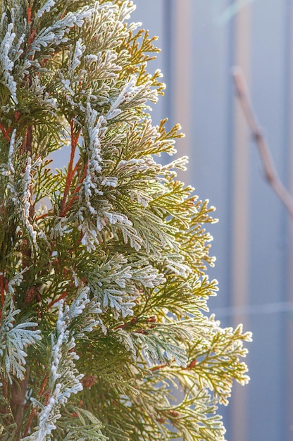 Słońce zaświeciło drzewa Thuja o wschodzie słońca Wiecznie zielone drzewo iglaste na zimno Selektywne fokus