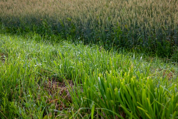 Słoneczna pogoda na wiosnę w naturze z zielonymi roślinami i trawą