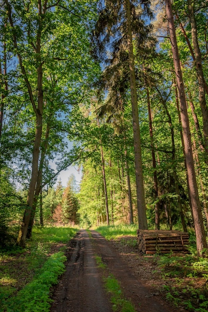 Słoneczne lato w lesie w Polsce