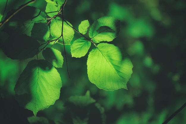 Słonecznie zielone liście