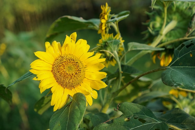 Słonecznik Helianthus Annuus Jest żywą Rośliną Jednoroczną Z Rodziny Asteraceae