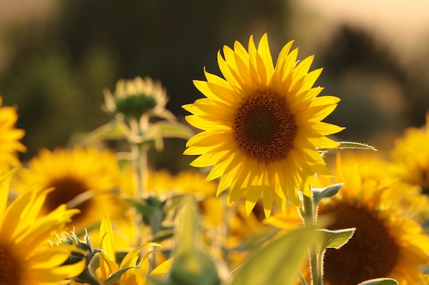 Słonecznik - Helianthus Annuus Na Polu O Zmierzchu