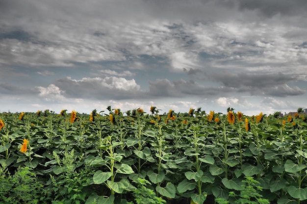 Słonecznik Helianthus to rodzaj roślin z rodziny Asteraceae Roczny słonecznik i słonecznik bulwiasty Pole rolne Dramatyczne burzowe niebo z chmurami Panorama Serbii Słońce i burza