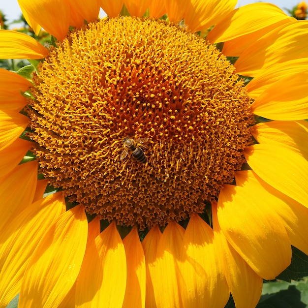 Słonecznik Helianthus to rodzaj roślin z rodziny Asteraceae Słonecznik jednoroczny i słonecznik bulwiasty Pole rolne Kwitnący pączek z żółtymi płatkami Owłosione liście Jeden duży kwiat Pszczoła