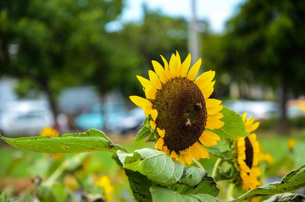 Słonecznik Helianthus w ogrodzie