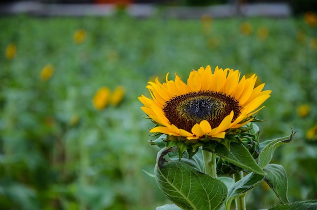 Słonecznik Helianthus w ogrodzie