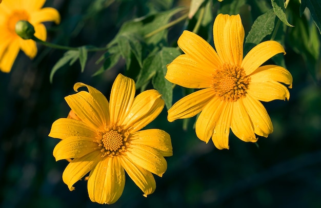 Słonecznik meksykański Tithonia diversifolia roślina