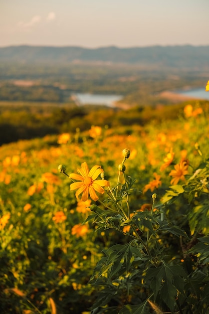 Słonecznik Meksykański Z Zachodem Słońca Na Górze. Close-up Tree Marigold Lub W Mae Moh, Lampang, Tajlandia. Piękny Krajobraz.