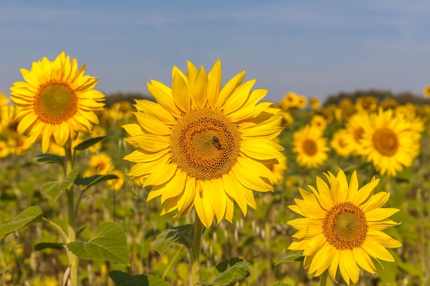 Słonecznik naturalne tło. Kwitnienie słonecznika