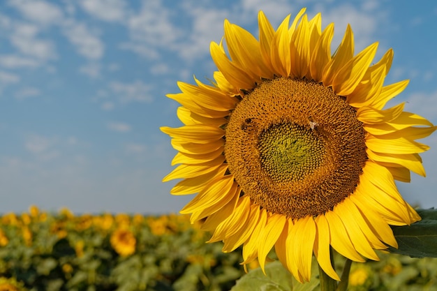 Słonecznik naturalne tło słonecznik kwitnący zbliżenie słonecznika