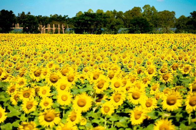 Słonecznika pole w Tajlandia, selekcyjna ostrość w centrum.