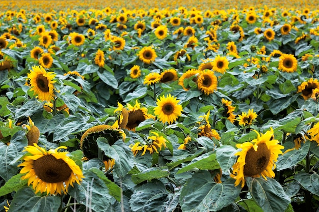 Słoneczniki Helianthus annuus