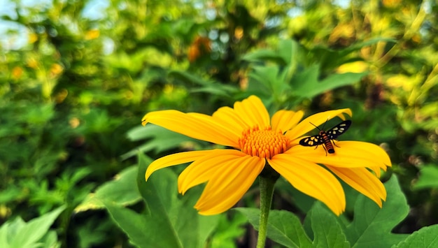 słoneczniki żółte owady siedzące Tithonia diversifolia Meksykański słonecznik