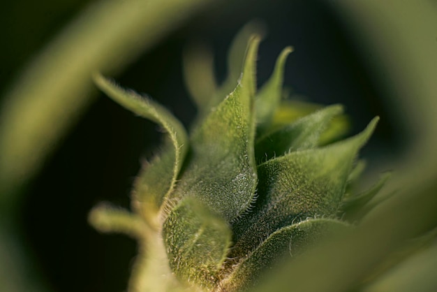 Słonecznikowy kwiat z bliska makro fotografia tło