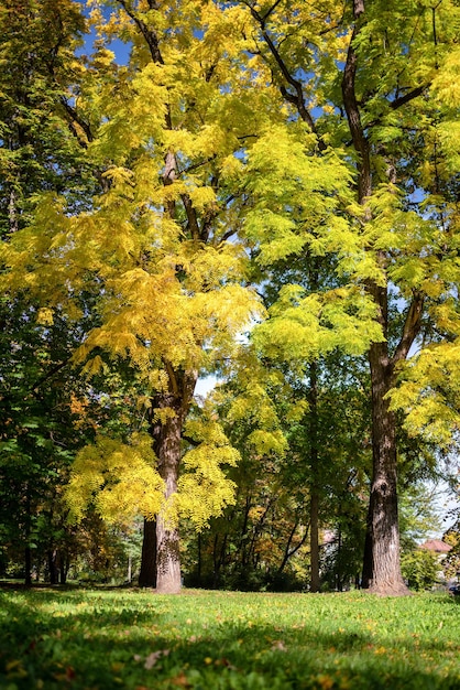 Słoneczny dzień i kolorowe drzewa w pustym jesiennym parku