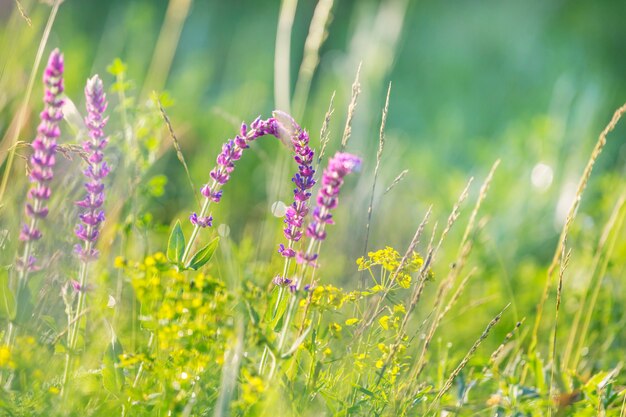 Słoneczny dzień na łące kwiatów. Piękny naturalny.