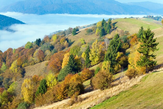 Słoneczny jesienny las górski (na zboczu góry). (Karpaty, Ukraina).