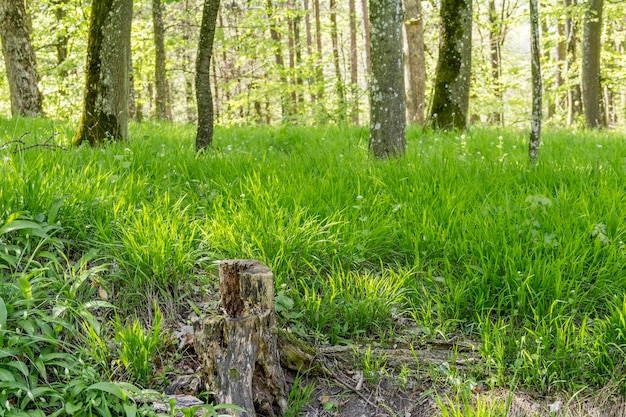 słoneczny krajobraz leśny