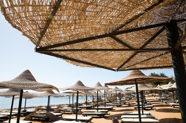 Słoneczny kurort plaża z palmą na wybrzeżu Morza Czerwonego